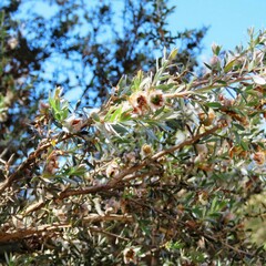 Leptospermum lanigerum