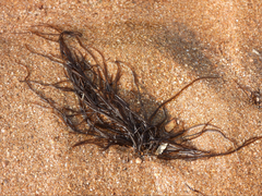 Gracilariaceae
