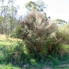Leptospermum lanigerum