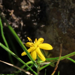 Hypoxis hygrometrica