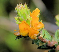 Pultenaea tuberculata