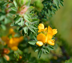 Pultenaea tuberculata