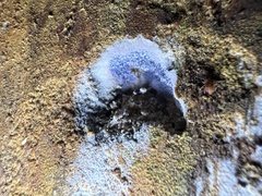Amaurodon