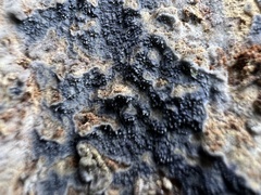 Amaurodon