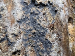 Amaurodon