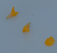 Pultenaea tuberculata