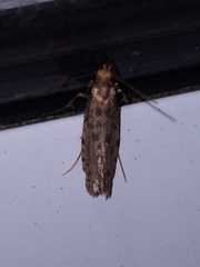 Lindera tessellatella