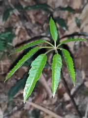 Heptapleurum heptaphyllum