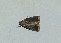 Ercheia dubia