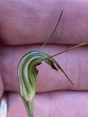 Pterostylis decurva