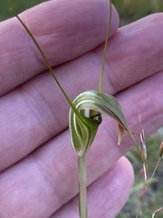 Pterostylis decurva
