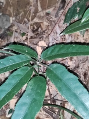 Heptapleurum heptaphyllum