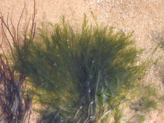 Bryopsis