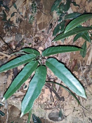 Heptapleurum heptaphyllum