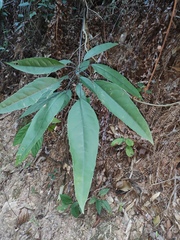 Heptapleurum heptaphyllum