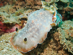 Aphelodoris karpa