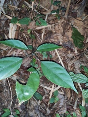 Heptapleurum heptaphyllum