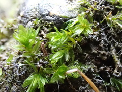 Cinclidotus riparius