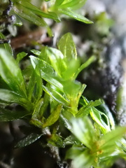 Cinclidotus riparius