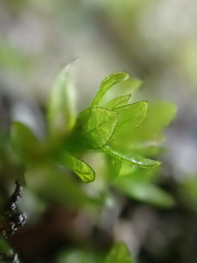 Cinclidotus riparius