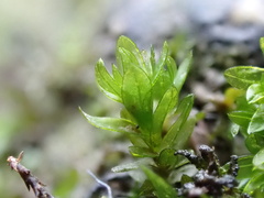 Cinclidotus riparius