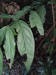 Clerodendrum laevifolium