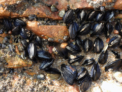 Mytilus galloprovincialis