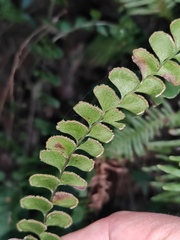 Adiantum flabellulatum