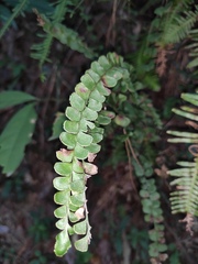 Adiantum flabellulatum