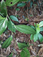 Smilax china