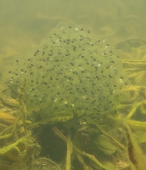 Rana longicrus