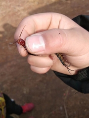 Scolopocryptops nigrimaculatus