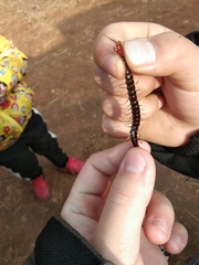 Scolopocryptops nigrimaculatus