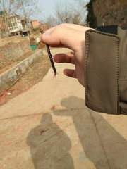 Scolopocryptops nigrimaculatus