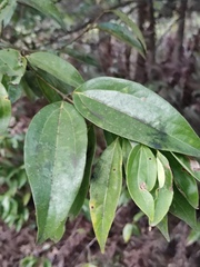Cinnamomum burmanni