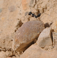Cataglyphis iberica