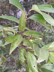 Cinnamomum burmanni