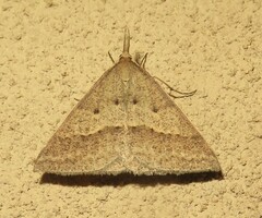 Epidesmia hypenaria