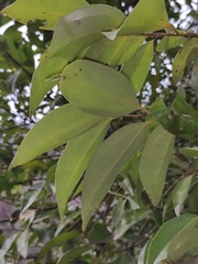 Cinnamomum burmanni