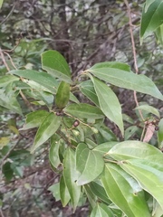 Cinnamomum burmanni