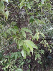Cinnamomum burmanni