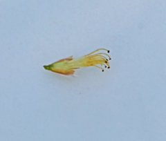 Pultenaea tuberculata