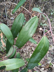 Smilax glabra