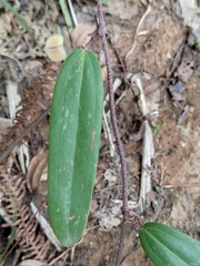 Smilax glabra