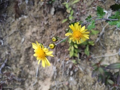 Chrysanthemum indicum