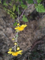 Chrysanthemum indicum