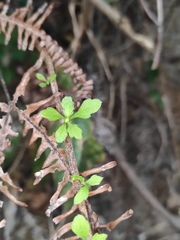 Chrysanthemum indicum