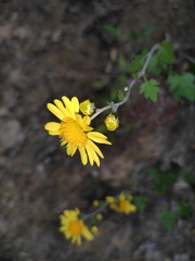 Chrysanthemum indicum