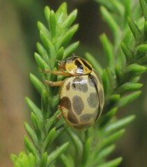 Harmonia antipoda
