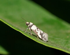 Philobota partitella